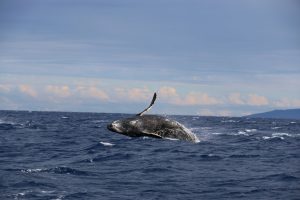 14 Surprising Facts About Blue Whales