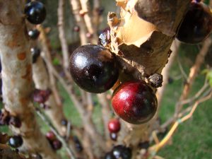 Is Jabuticaba Safe for People with Diabetes?