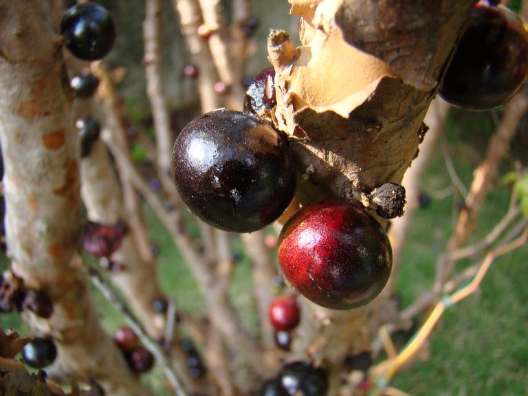 Is Drinking Jabuticaba Juice Good for You?