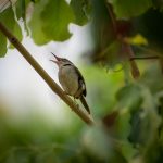 What is Bioacoustics, and How Does it Work?