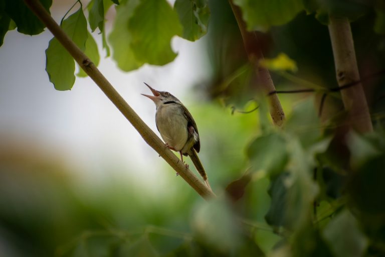 What is Bioacoustics, and How Does it Work?