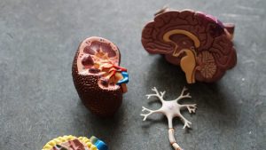 Can We “Delete” Memories from Our Minds?