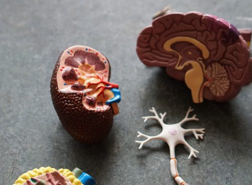 brown human organs learning equipment