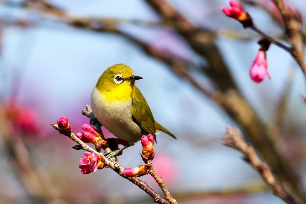 How to attract more birds to your garden 1 How to attract more birds to your garden