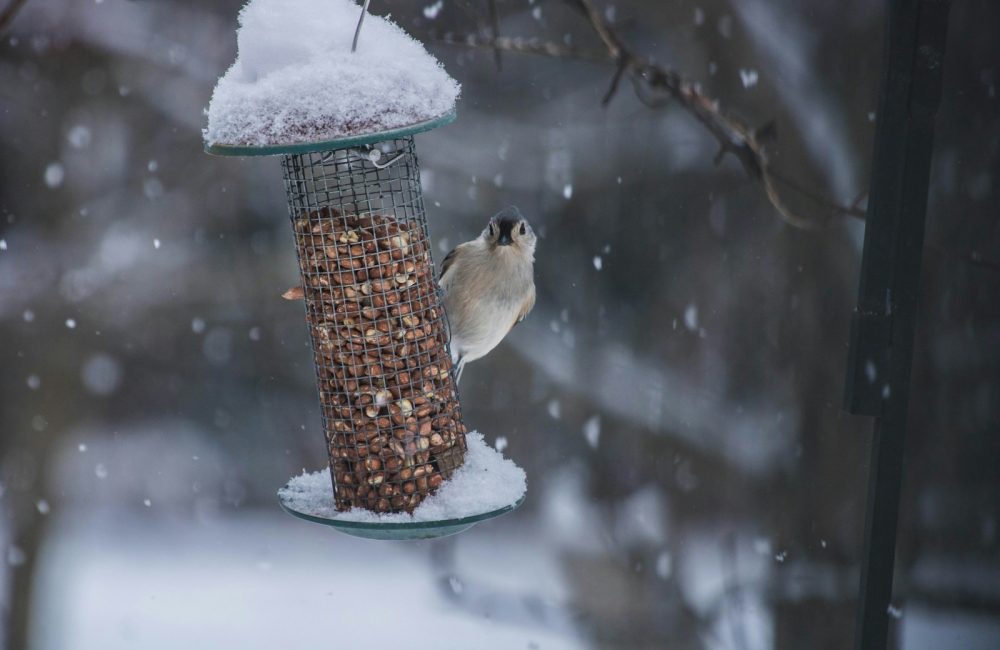 bird feeder