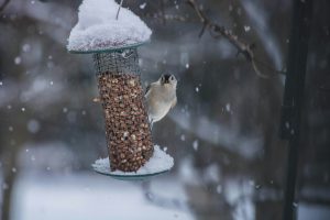 How to Make a DIY Bird Feeder: A Step-by-Step Guide