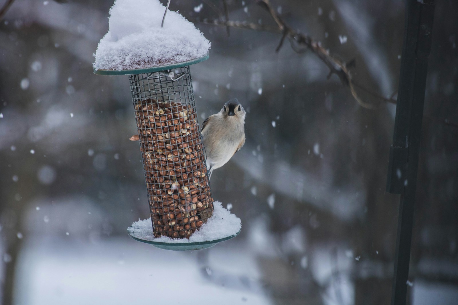 How to Make a DIY Bird Feeder: A Step-by-Step Guide 1 bird feeder