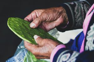 15 Amazing Health Benefits of Nopal Cactus Pads