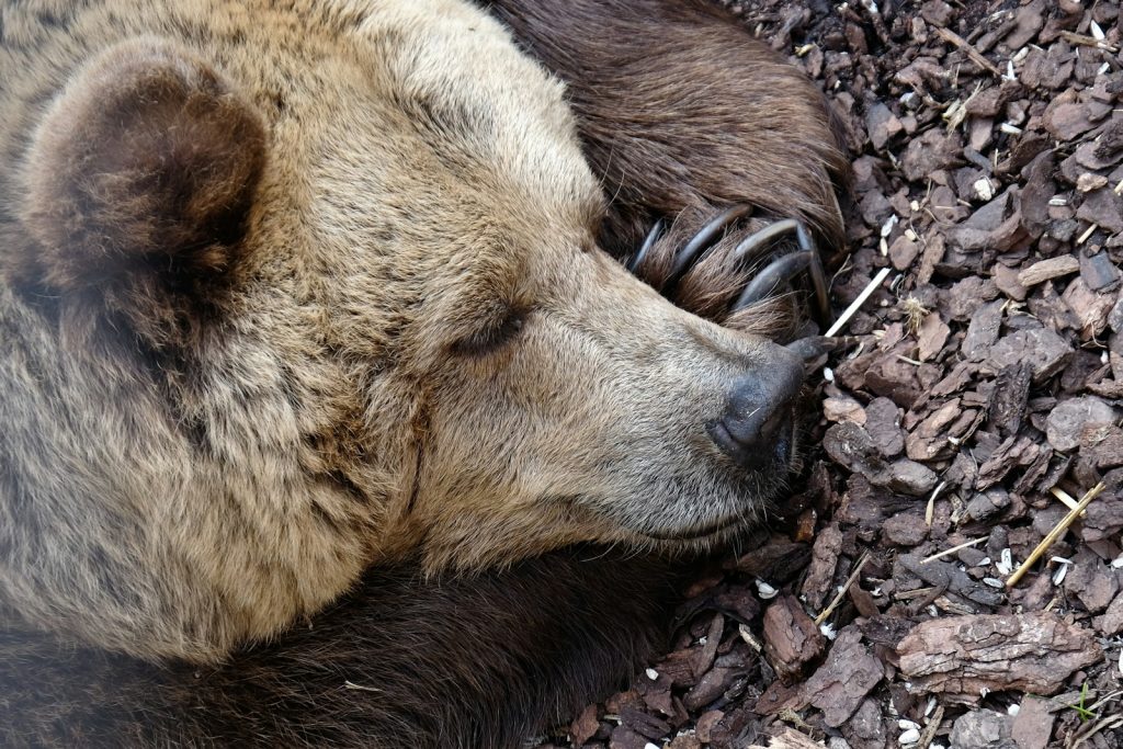 Why Do Some Animals Hibernate? 1 Why Do Some Animals Hibernate?