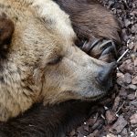 Why Do Some Animals Hibernate?
