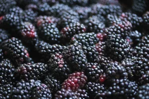 12 Best Health Benefits of Marionberry