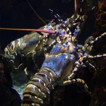 Why Some Animals Don’t Age? Understanding the Science Behind the “Immortality” of Certain Species