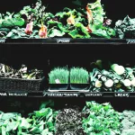 15 Benefits of Green Vegetables in Detoxification