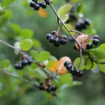 11 Best Health Benefits of Chokeberry for Children