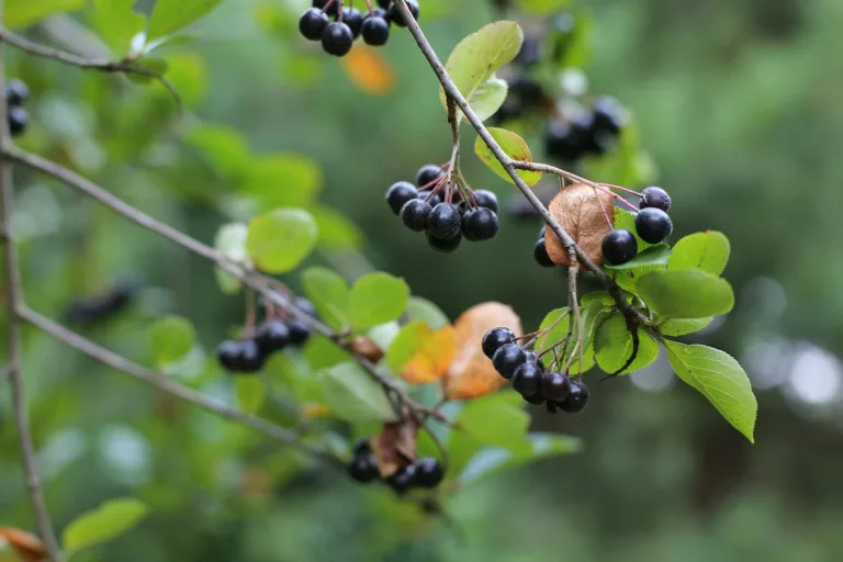 11 Best Health Benefits of Chokeberry for Children