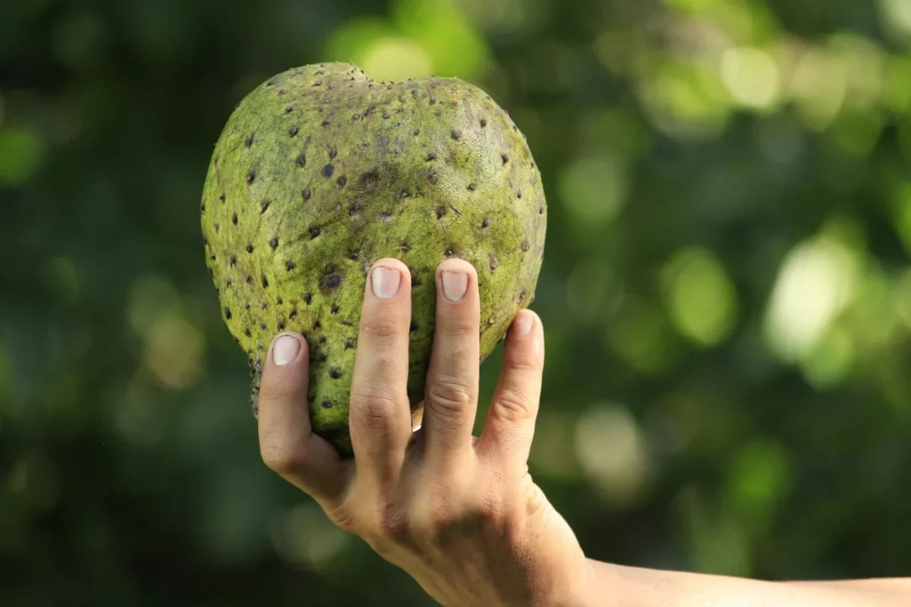 11 Best Health Benefits of Soursop for Women 1 11 Best Health Benefits of Soursop for Women
