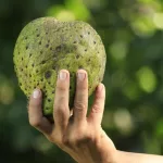 11 Best Health Benefits of Soursop for Women