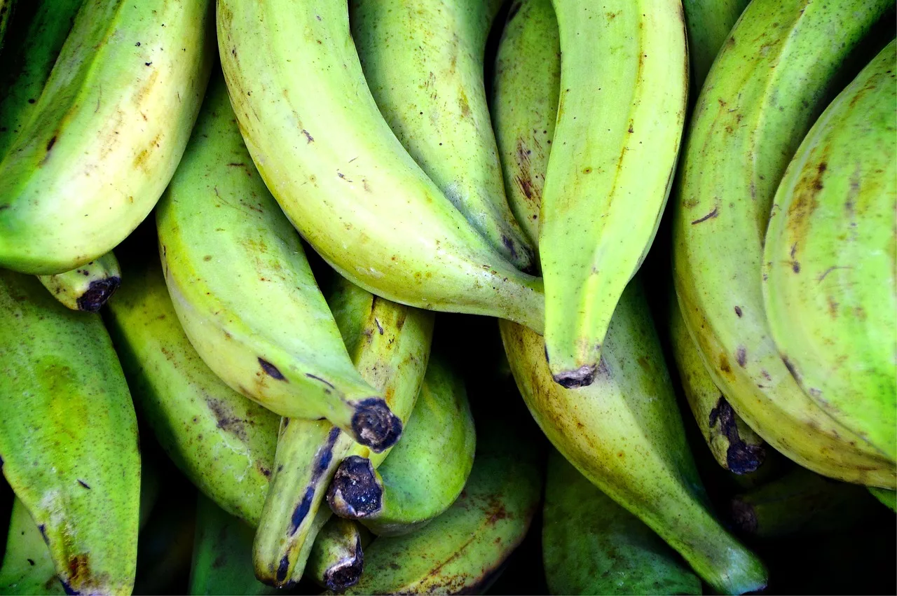 plantains, bananas, green