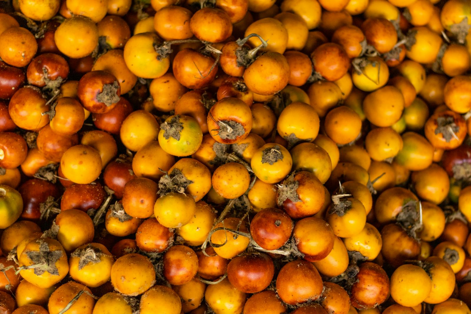 15 Best Health Benefits of Nance for Women 1 Nance