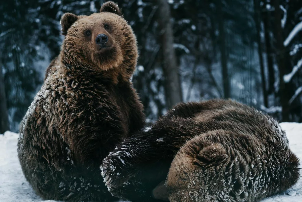 Why Do Bears Hibernate (Torpor)? Exploring the Science, Survival Strategies, and Myths of Bear Winter Dormancy
