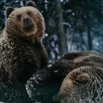 Why Do Bears Hibernate (Torpor)? Exploring the Science, Survival Strategies, and Myths of Bear Winter Dormancy