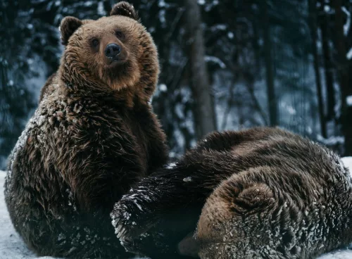 bears hibernation