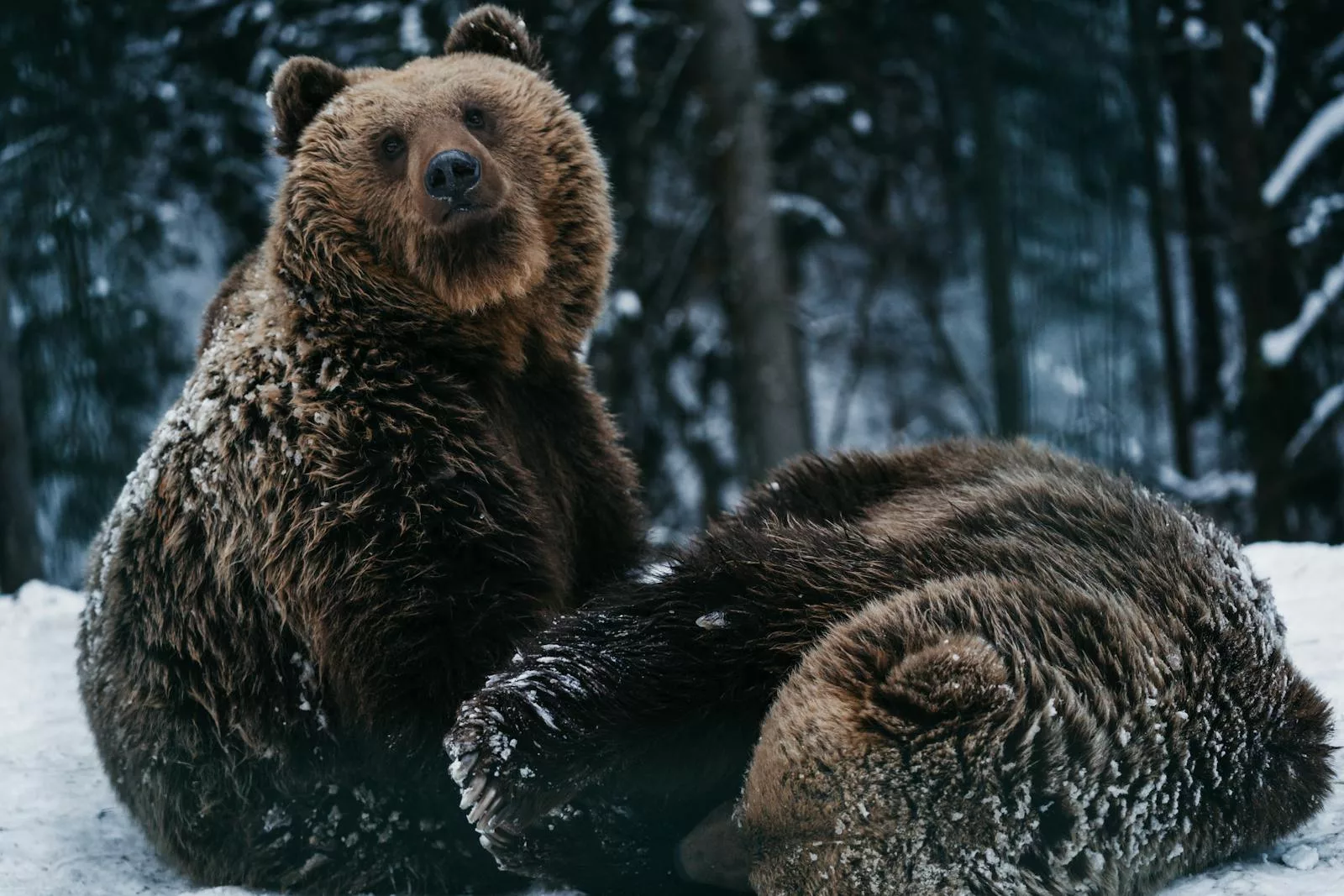 Why Do Bears Hibernate (Torpor)? Exploring the Science, Survival Strategies, and Myths of Bear Winter Dormancy 1 bears hibernation