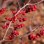 15 Best Health Benefits of Chokeberry for Men