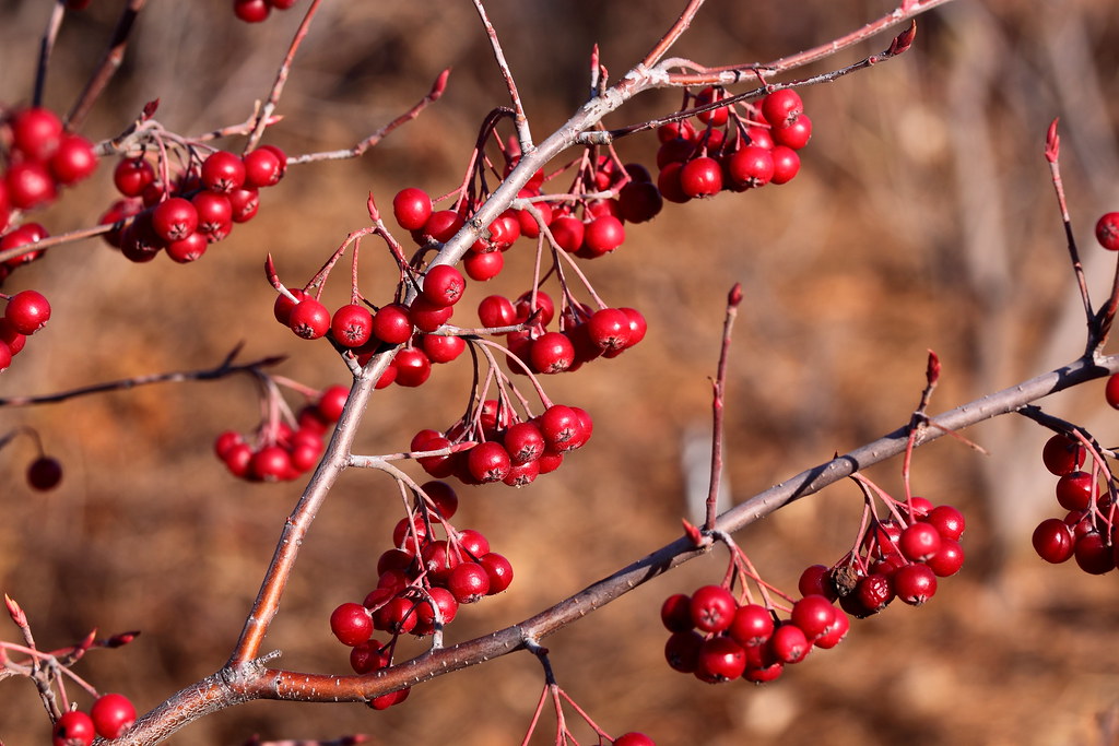 15 Best Health Benefits of Chokeberry for Men