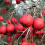 15 Best Health Benefits of Zalzalak for Women