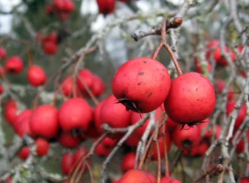Hawthorn Berry