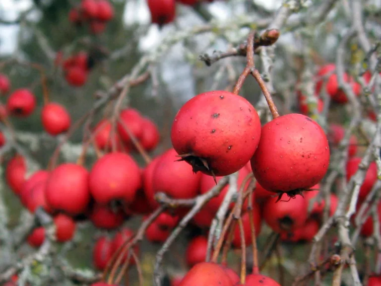 15 Best Health Benefits of Zalzalak for Women