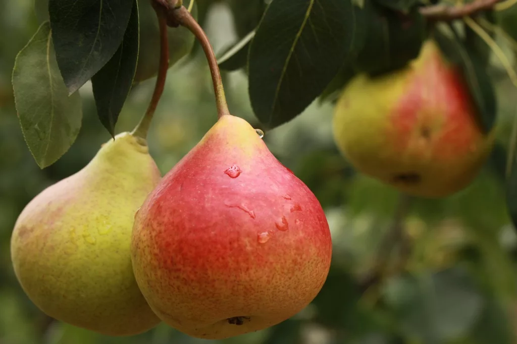 11 Outstanding Health Benefits of Pears for Men
