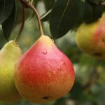14 Best Health Benefits of Pear for Women