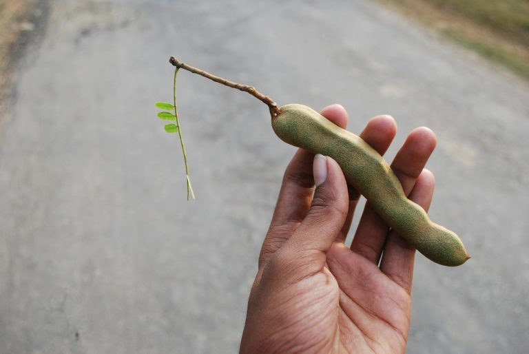 12 Best Health Benefits of Tamarind for Men