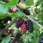 16 Best Health Benefits of Mulberry for Women