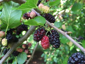 16 Best Health Benefits of Mulberry for Women