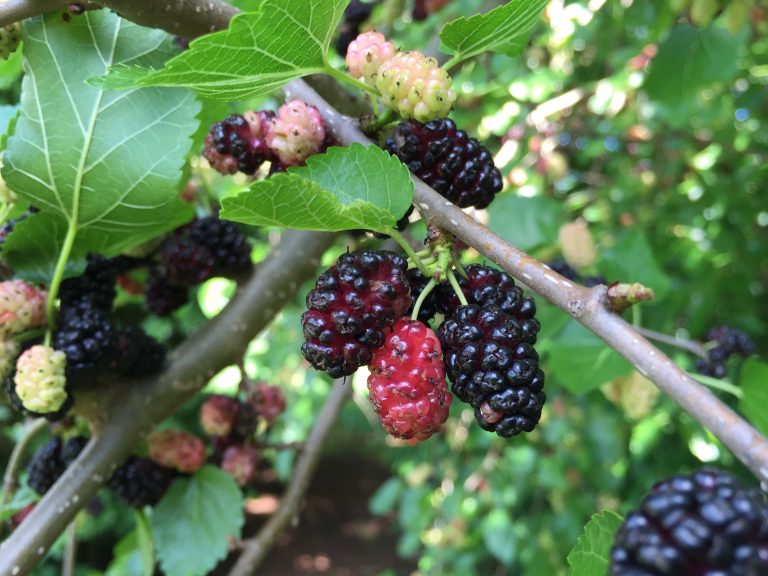 16 Best Health Benefits of Mulberry for Women