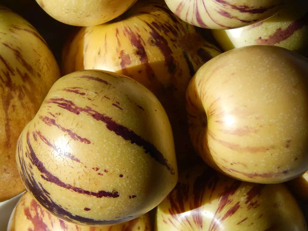15 Best Health Benefits of Pepino for Children 1 15 Best Health Benefits of Pepino for Children