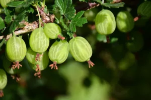 13 Amazing Benefits of Gooseberries for General Health
