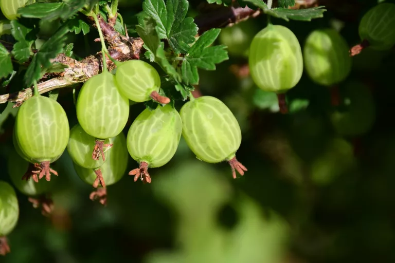 13 Amazing Benefits of Gooseberries for General Health