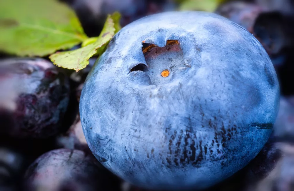 Blueberry