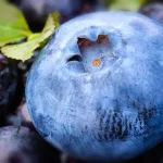 15 Amazing Benefits of Blueberries for General Health