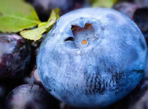 Blueberry