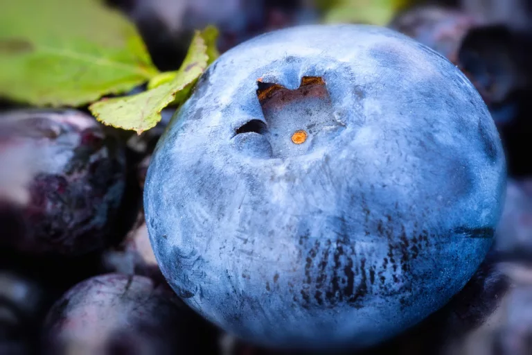 15 Amazing Benefits of Blueberries for General Health