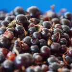 16 Best Health Benefits of Blackcurrants for Women