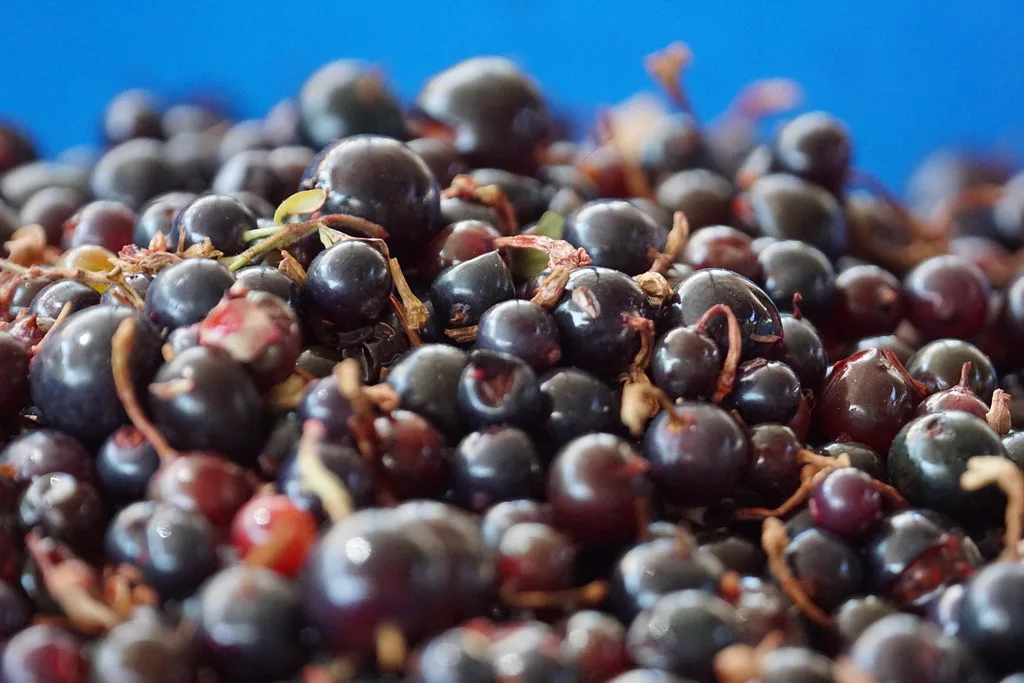 10 Best Health Benefits of Blackcurrant for Men