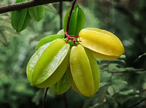 Starfruit