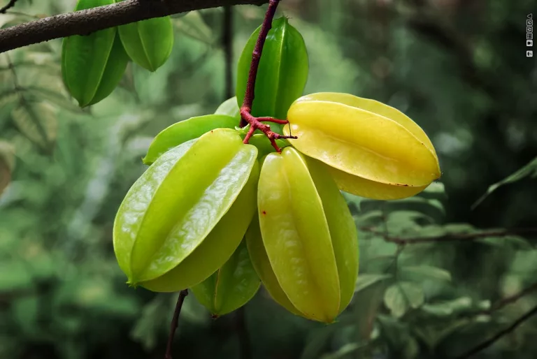 13 Best Health Benefits of Starfruit for Men