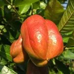 12 Best Health Benefits of Ackee for Women